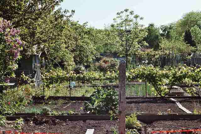 Jardins ouvriers, mai 2005